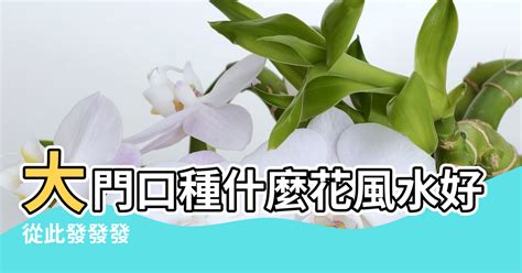 門前不能種什麼花|大門口適合放什麼植物？風水師推薦發財樹、富貴竹、。